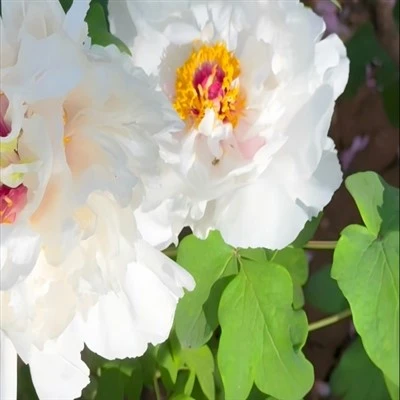 Geurige Jade Peony