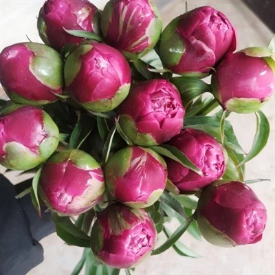 Rode Peony verse snijbloemen